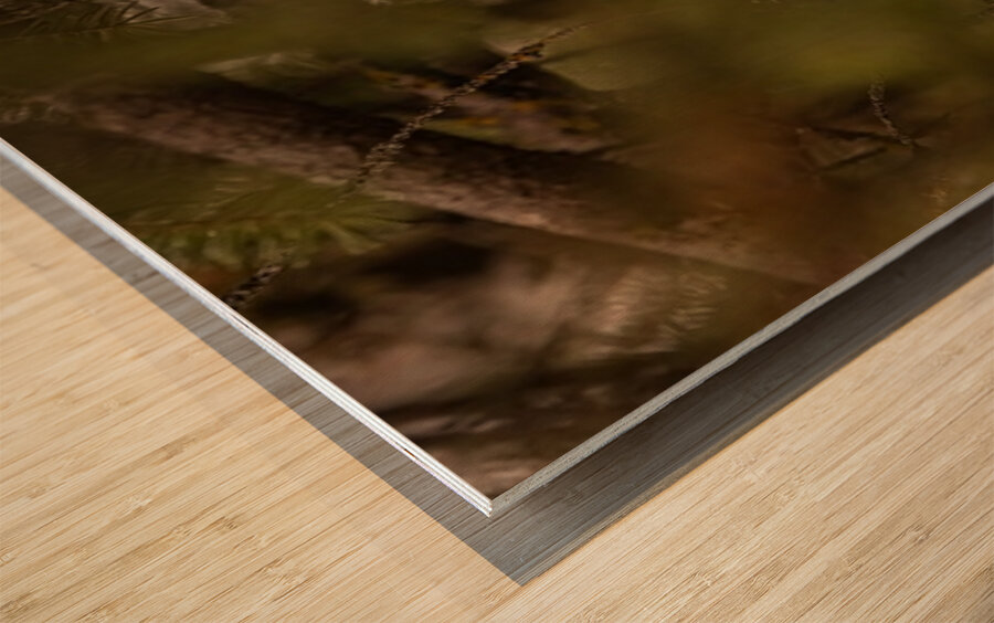 Saw Whet Owl 2 Wood print