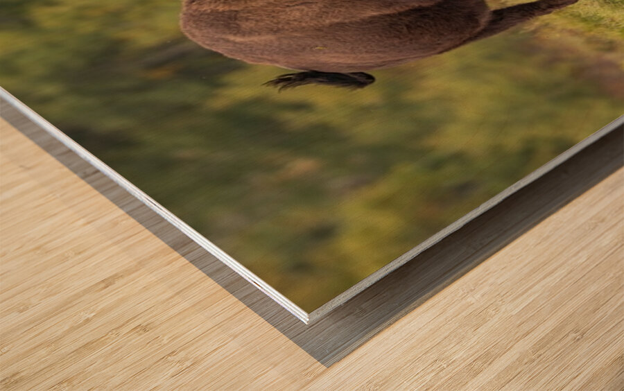 Bison Fight Wood print