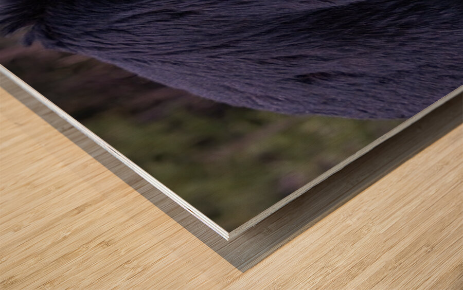 Black Bear 2 Wood print