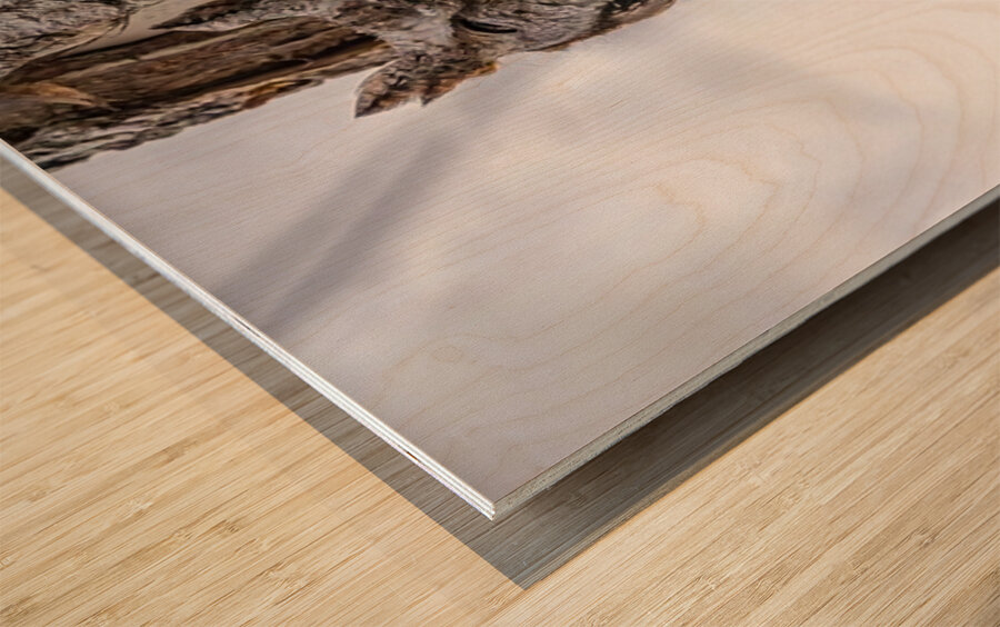 Screech 3 Wood print