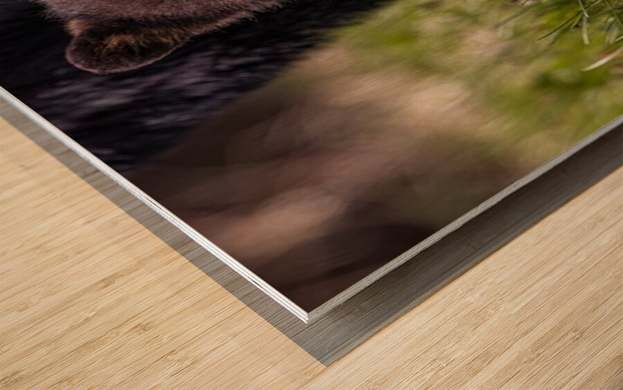 Black Bear Cub 4 Wood print