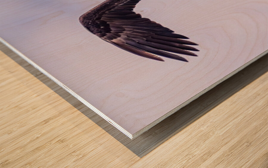 Bald Eagle 3 Wood print