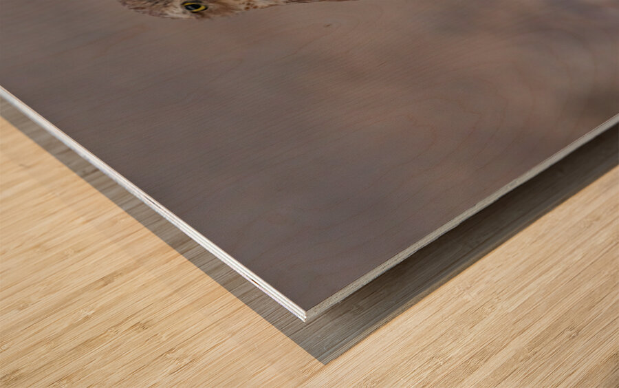 Burrowing Owl Wood print