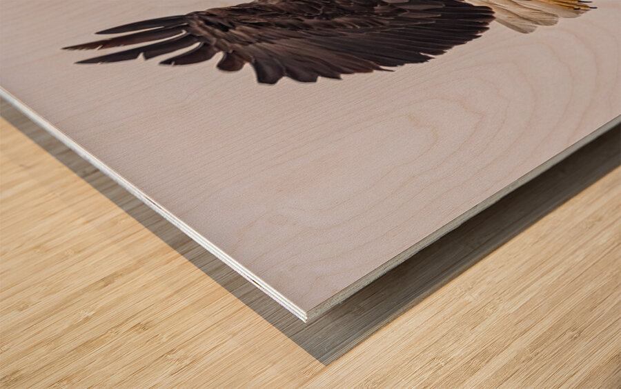 Bald Eagle 4 Wood print