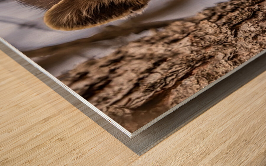 Pine Marten Portrait Wood print