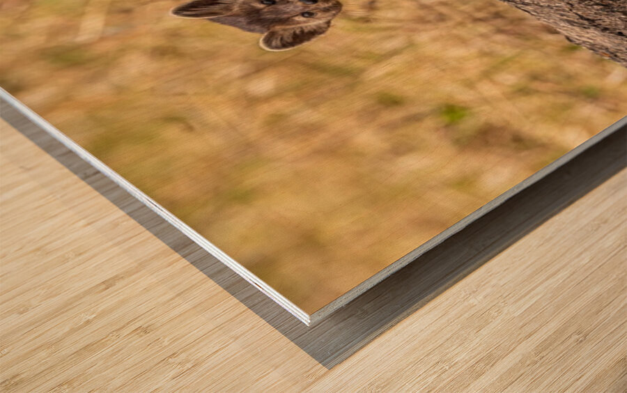 Pine Marten 2 Wood print