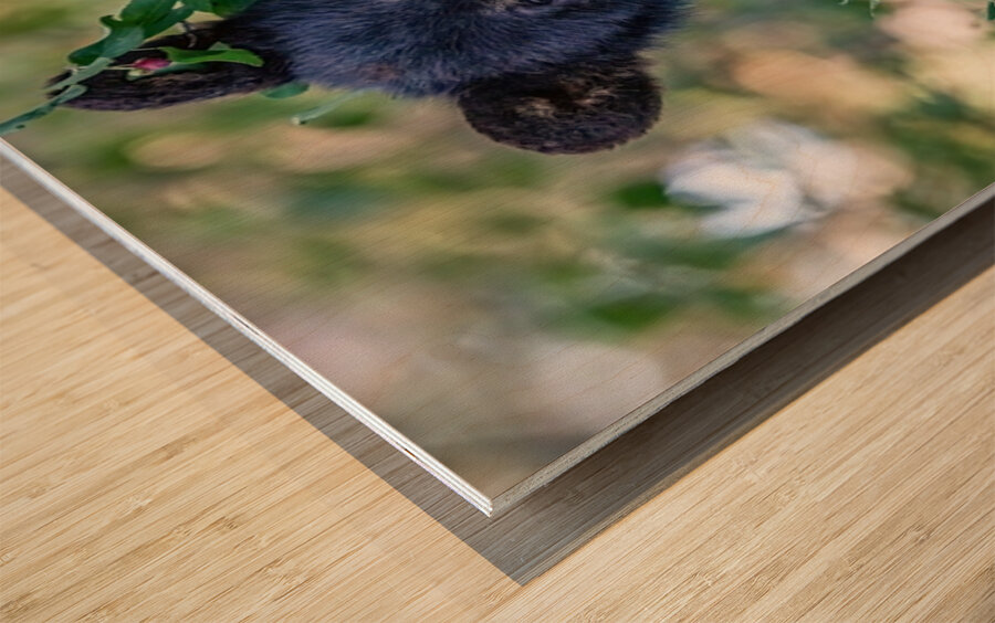 Black Bear Cub 5 Wood print