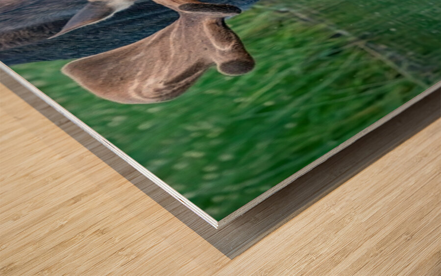 Big Boy 2 Wood print