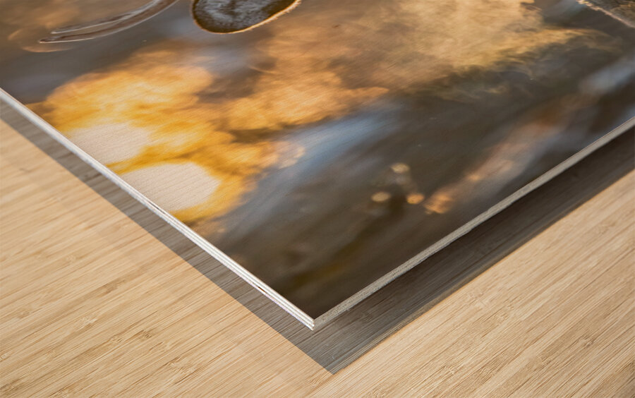 Young Buck Sunset Wood print