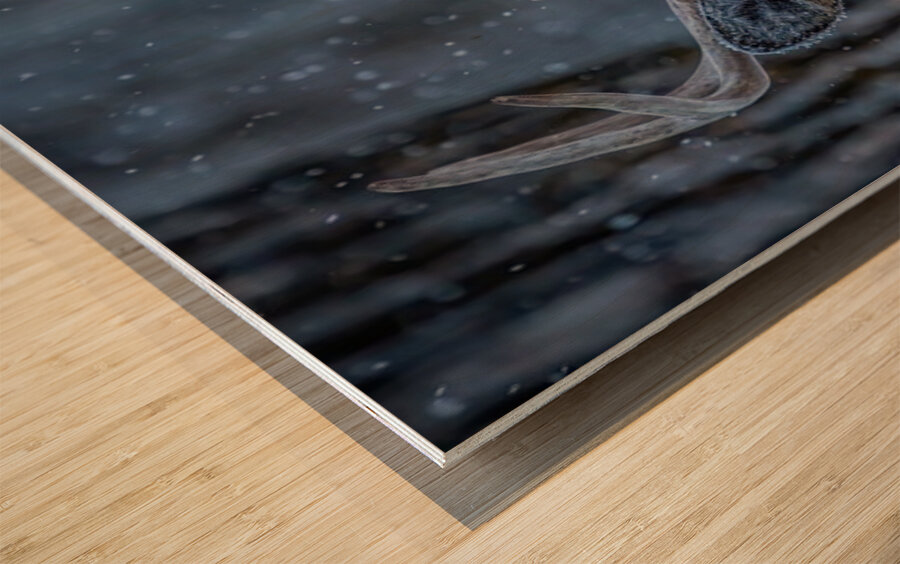 Buck Portrait 2 Wood print