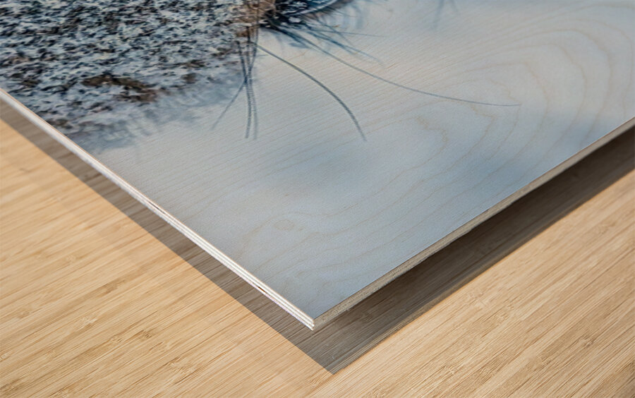 Deer Eye to Eye Wood print