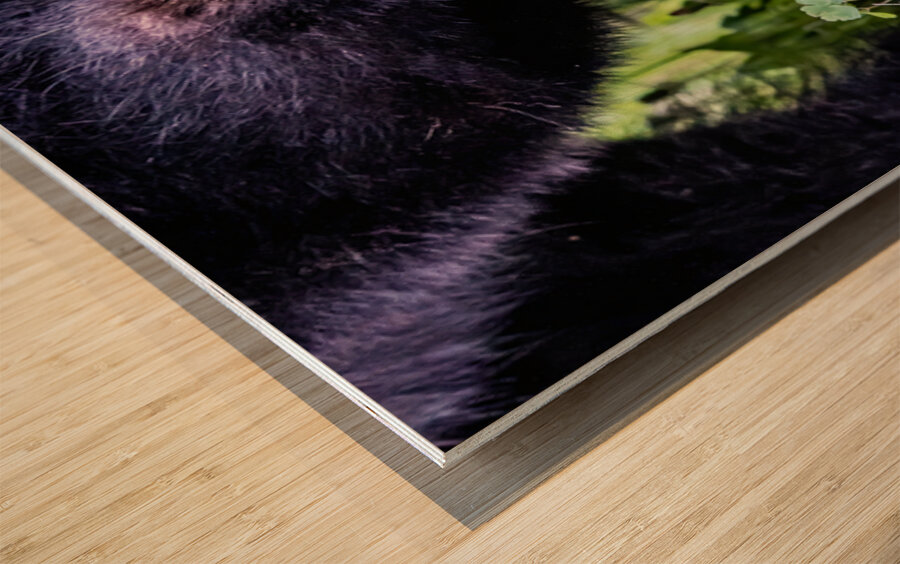 Bear Foot Wood print