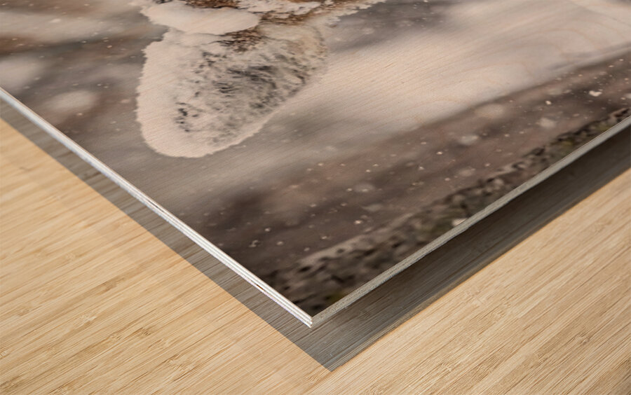 Funny Deer Wood print