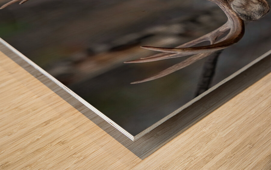 Big Buck 2 Wood print