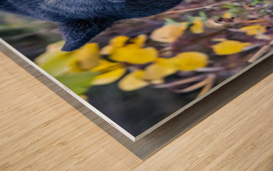 Black Bear Boss Wood print