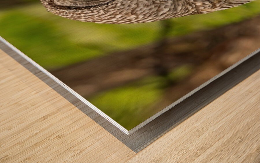 Barred Owl Wood print