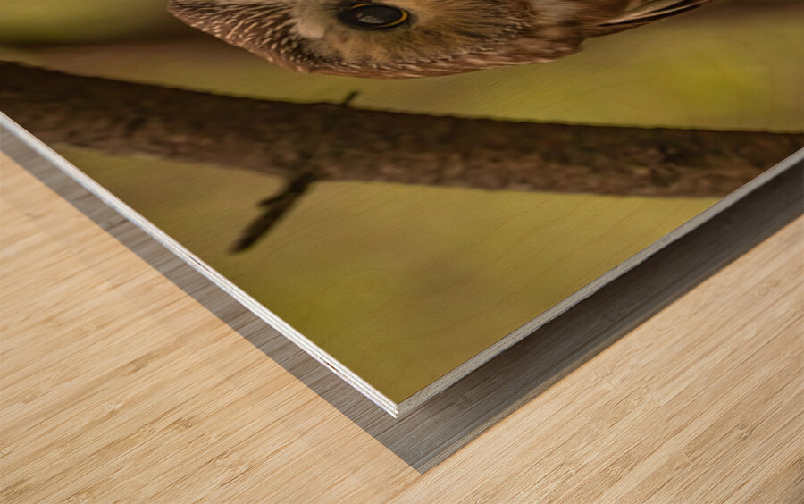 Saw Whet Owl 2 Wood print