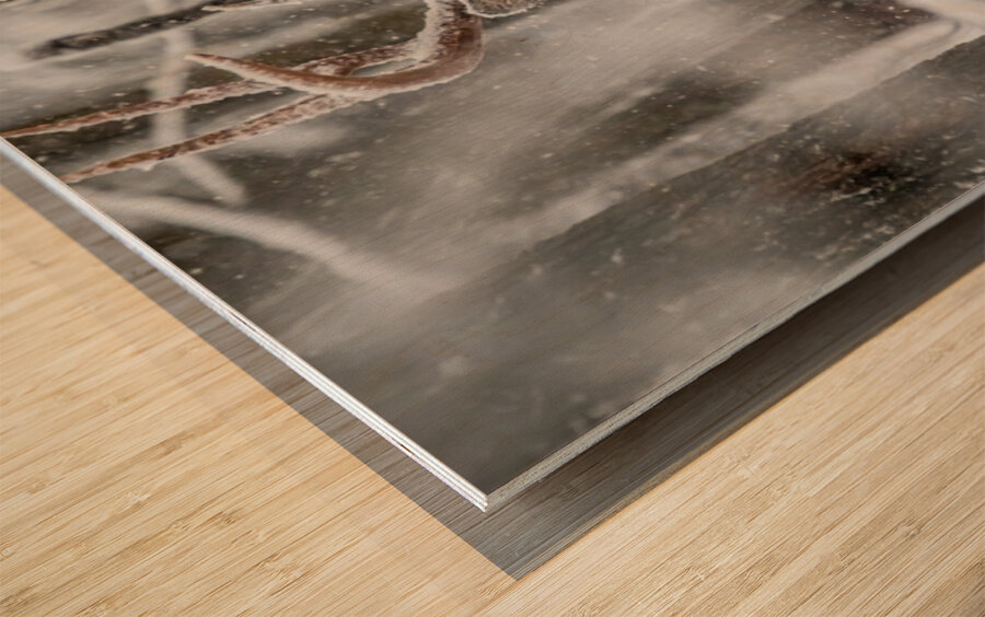 Buck Snowy Day Wood print