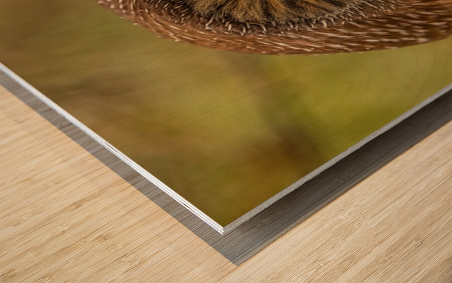 Saw Whet Owl 3 Wood print