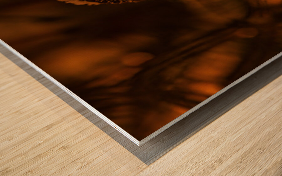 Saw Whet Owl 4 Wood print