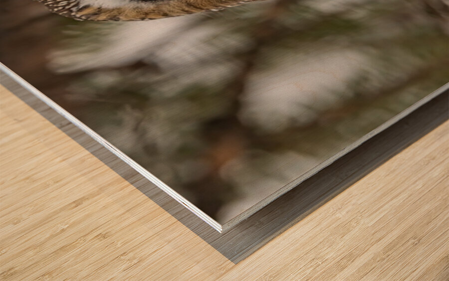 Saw Whet Owl 5 Wood print