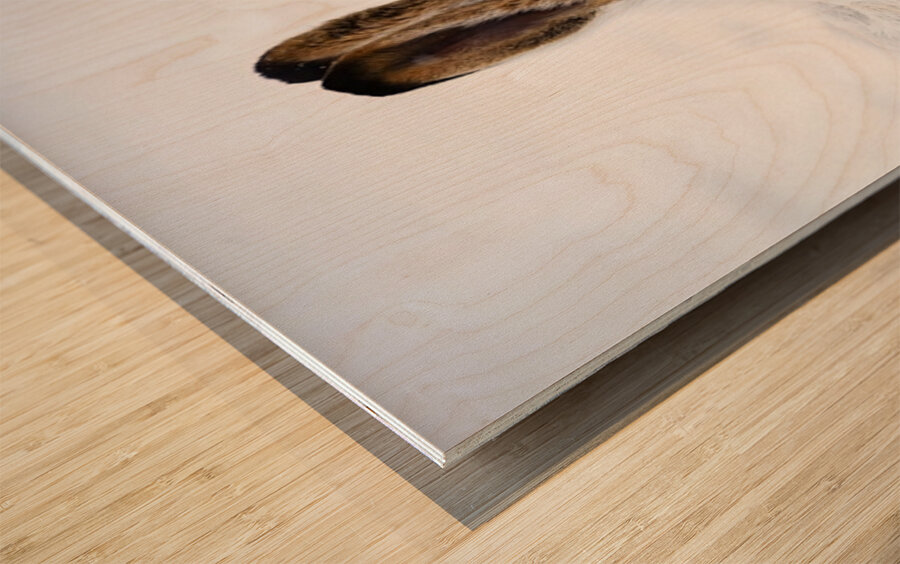 Jack Rabbit Wood print