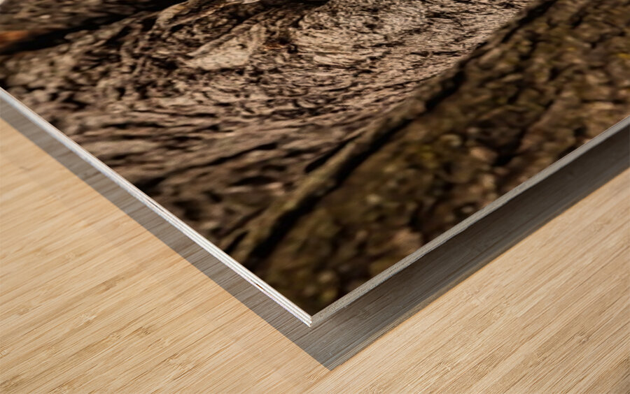 Screech Owl 4 Wood print