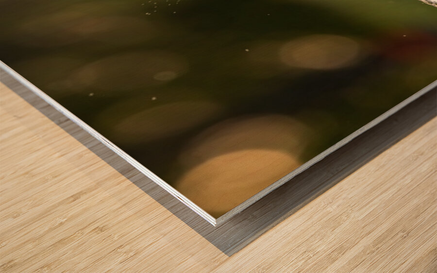 Green Heron Sunset Wood print