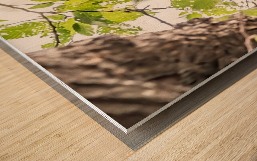 Screech 12 Eyes Wood print