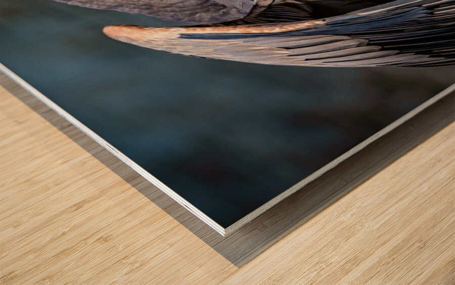 Blue Heron 2 Wood print