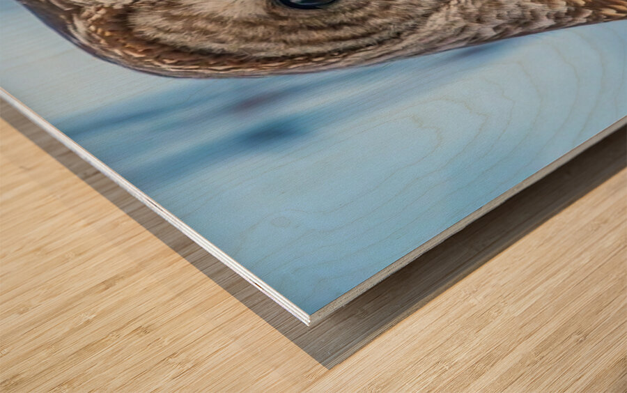 Barred Owl 3 Wood print