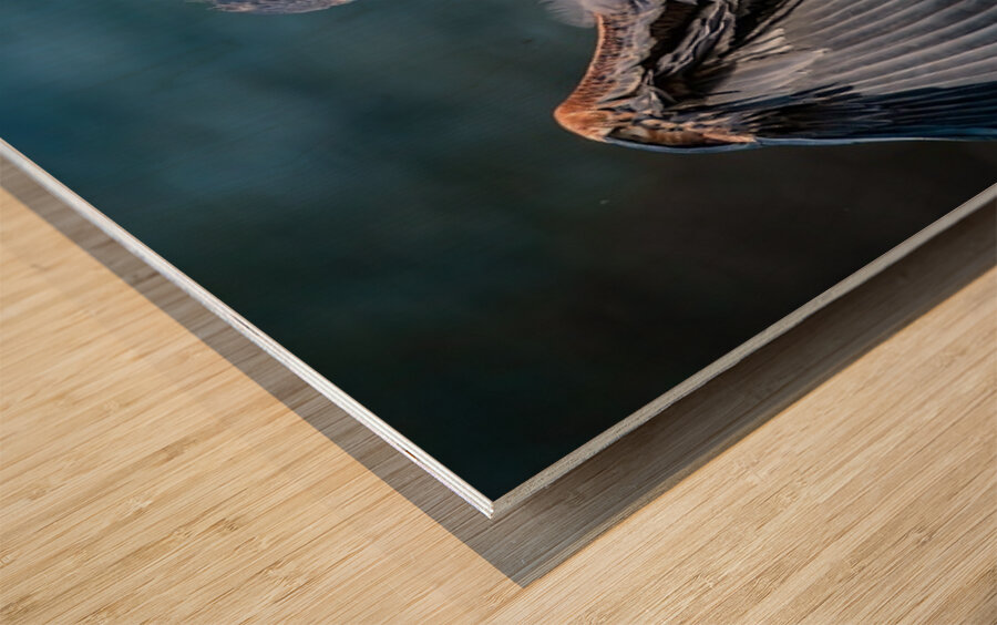 Blue Heron 2 Wood print