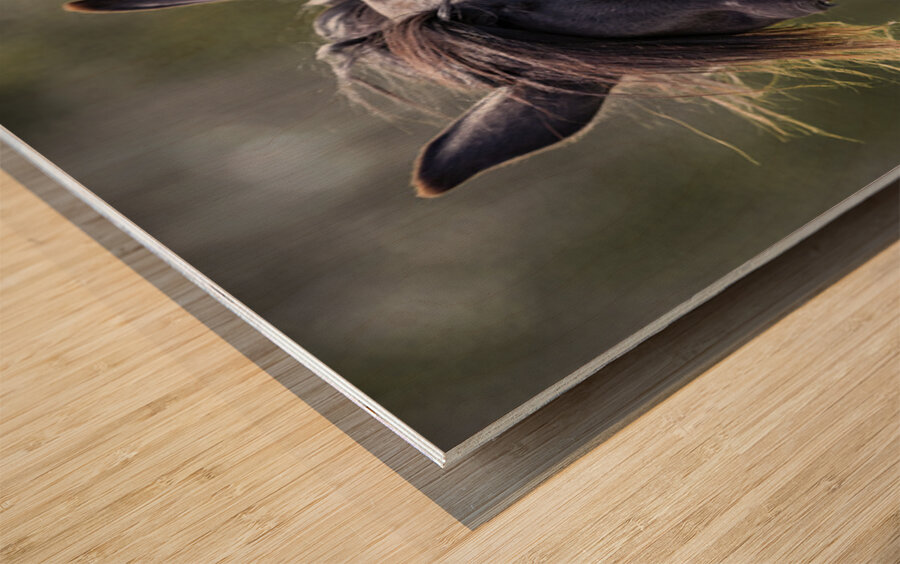 Horse Portrait Wood print