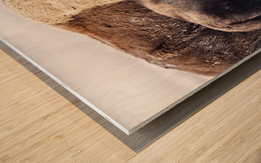 Bison Mom and Cub Wood print