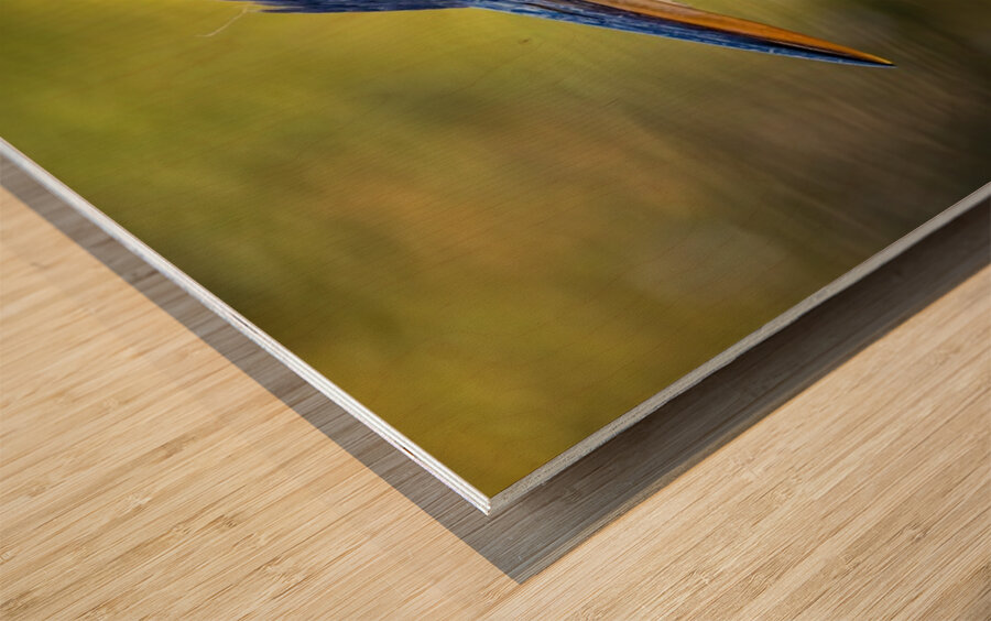 Blue Heron 4 Wood print