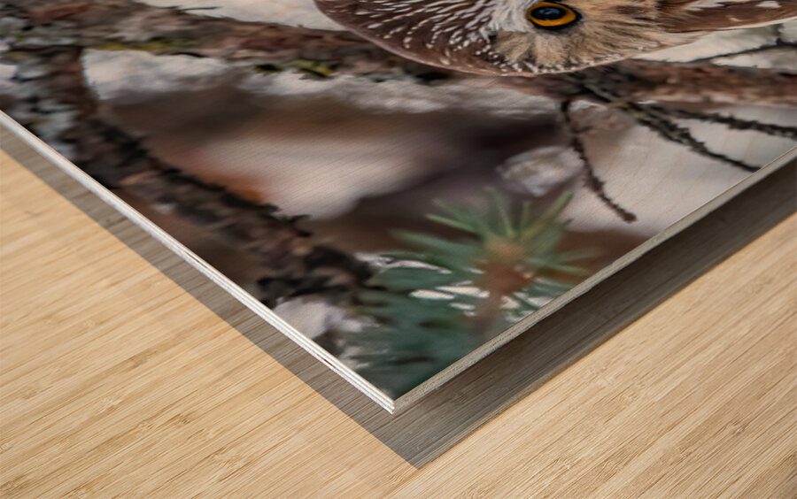 Saw Whet Owl 6 Wood print