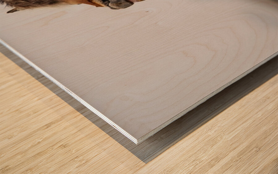 Horse Smile Wood print