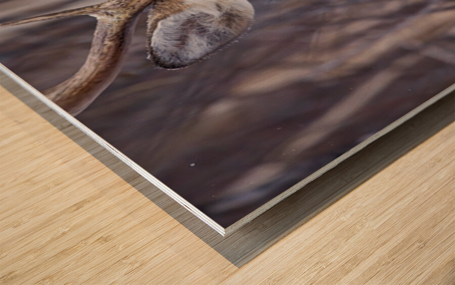 Buck Portrait 3 Wood print