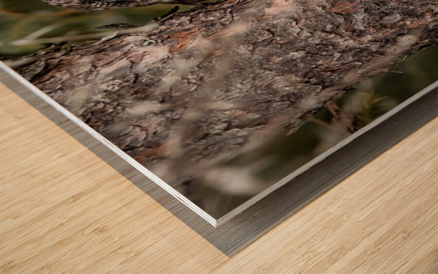 Boreal Owl 2 Wood print