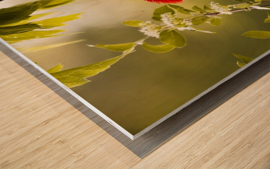 Pileated Woodpecker 2 Wood print