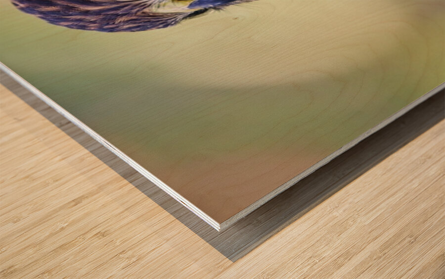 Coopers Hawk Wood print