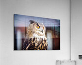 Proud Eagle Owl Acrylic Print