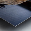 Proud Eagle Owl Metal print