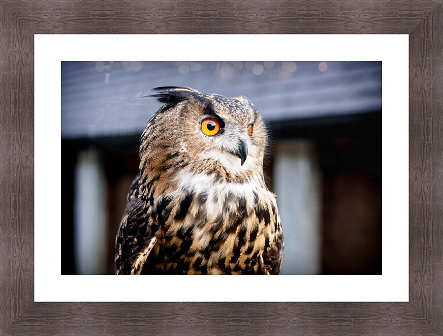 Proud Eagle Owl Picture Frame print