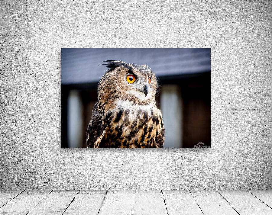 Proud Eagle Owl Wall Preview