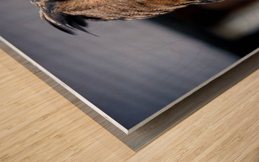 Proud Eagle Owl Wood print