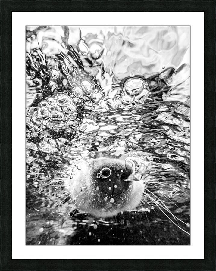 The underdog Picture Frame print