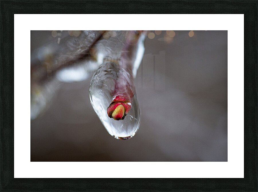 Frozen flowers Picture Frame print