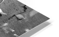 Cygnes HD Metal print