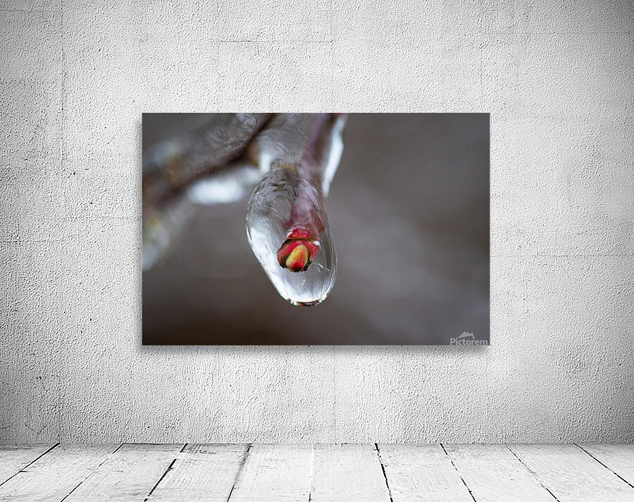 Frozen flowers Wall Preview